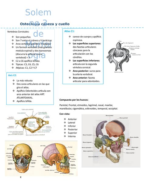 anatomía resumen Osteología cabeza y cuello Solem ne 3 de Morfol ogía