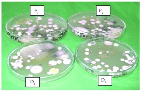 Fungal Colonies Grown In Petri Dishes At 10 5 Dilution From The Soils