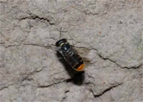 Family Colletidae - Colletid Bees, Short-tongued Bees