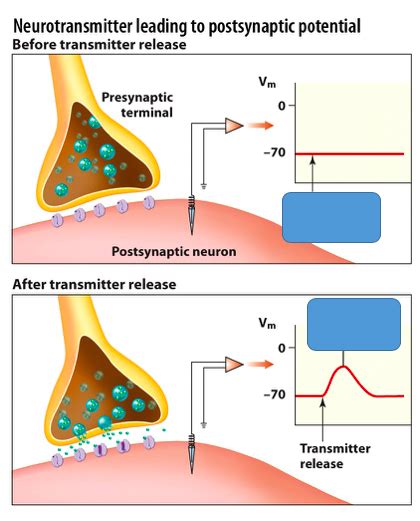 Neurotransmitter Leading To Post Synaptic Potential Diagram Quizlet