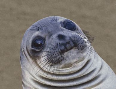 Seal GIFs - Get the best GIF on GIPHY