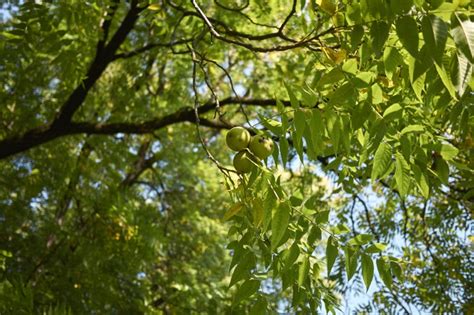 How Do Walnuts Grow? » All the Facts & Tips