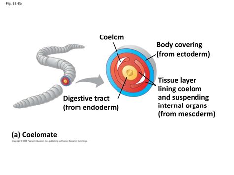 Ppt Comparing Flat Round And Segmented Worms Powerpoint