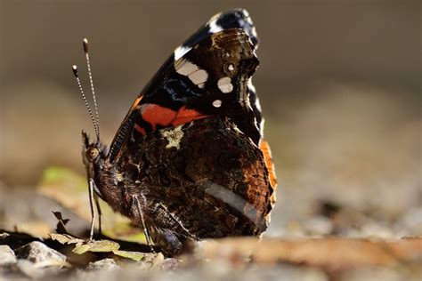 Inseto Borboleta Entomologia Foto Gratuita No Pixabay Pixabay