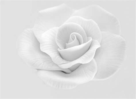 White Rose Free Stock Photo - Public Domain Pictures