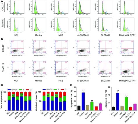 The Effects Of MiR 375 SLC7A11 Axis On Oral Squamous Cell Carcinoma