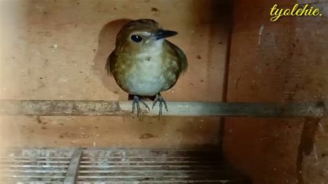 Ngapain Beli Burung Mahal Burung Ini Aja Bikin Bahagia YouTube