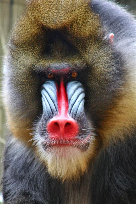 Male Mandrill Baboon Clickasnap