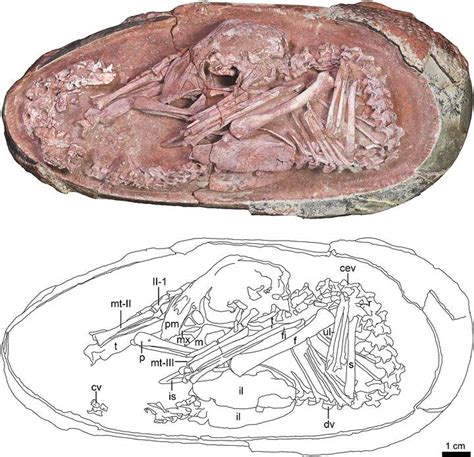 Hallan F Sil De Embri N De Dinosaurio Que Estaba A Punto De Nacer