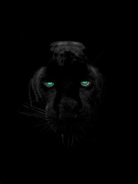 Entry #8 by RICU11 for Photo of black panther animal with eyes changed into country flag for ...