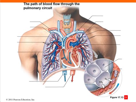 Aandp Ii Exam I Path Through Pulmonary Circuit Diagram Quizlet