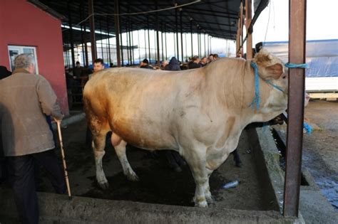 1 ton 100 kiloluk boğa 23 bin liraya satışa çıkarıldı Son Dakika