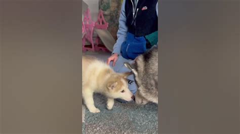 Husky Meets Her New Husky Puppy And Falls In Love😭 Shorts Youtube