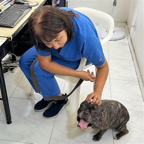 Clínica Veterinaria Caninos Y Felinos Clinica Veterinaria En Cali