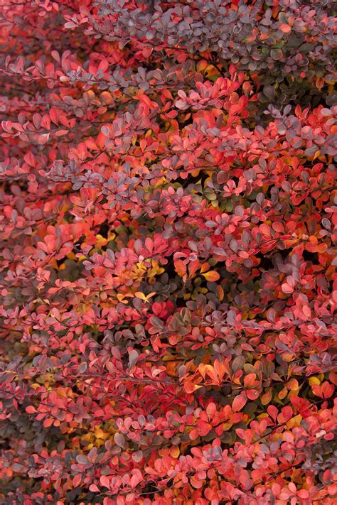 Royal Burgundy® Barberry Monrovia Royal Burgundy® Barberry Orange