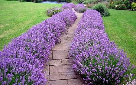 Lavanda Come E Quando Piantarla Soluzioni Di Casa