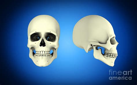 Human Skull Side View