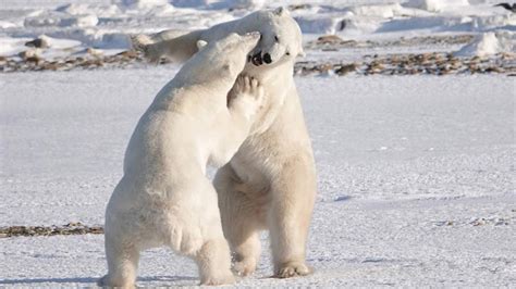 Tiere Hautnah Eisb Ren Beobachten An Der Hudson Bay