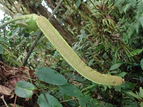 Anthurium Ovatifolium · Inaturalist