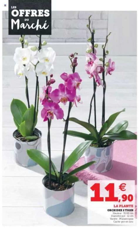 Promo Orchid E Tiges Chez Super U Icatalogue Fr