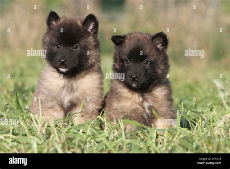 Are Belgian Tervuren Puppies Lazy