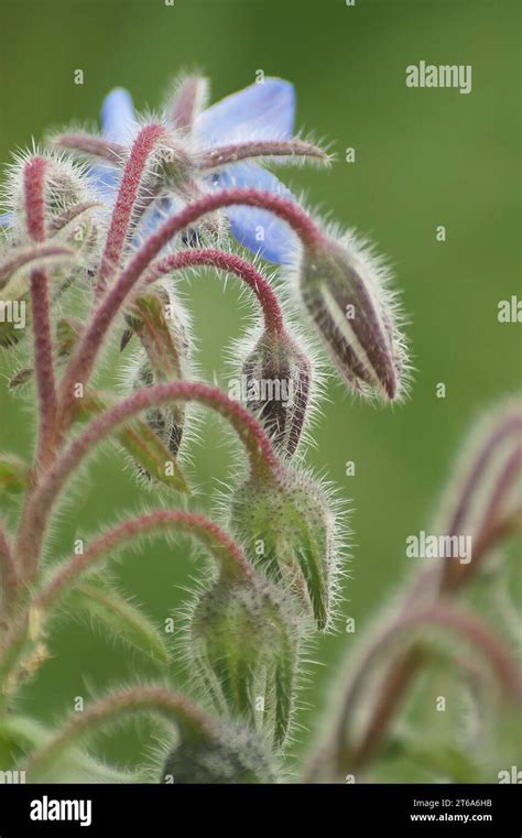 Natural Closeup On The Blue Flowers Othe Borage Plant Borago