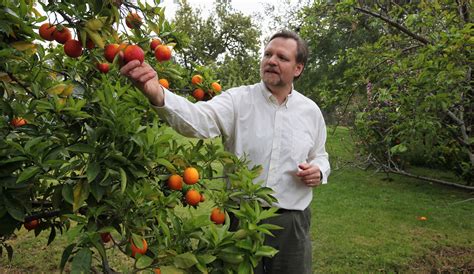 Citrus Greening Disease Threatens California Trees The New York Times