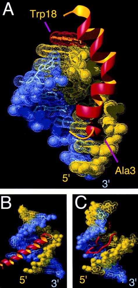 Nmr Structure Of The Bacteriophage λ N Peptideboxb Rna Complex