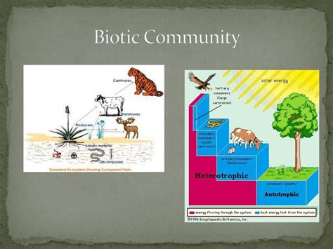 Ecology Chapter 19 Pages Ppt Download