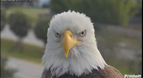 F Swfl Eagle Cam Flickr