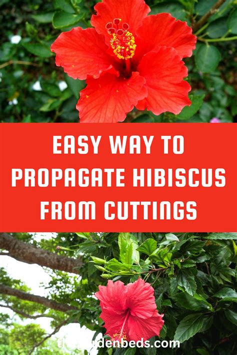 Easy Way To Propagate Hibiscus From Cuttings Garden Beds