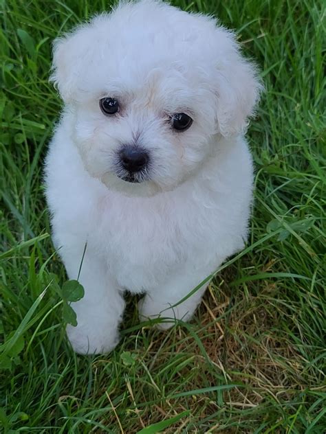 Bichon Frise Puppies For Sale Spraggs Pa