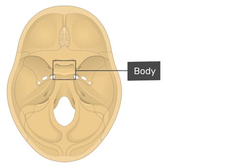 Sphenoid Bone Markings