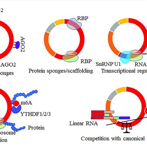 Schematic Presentation Of Circrnas Biogenesis And Canonical