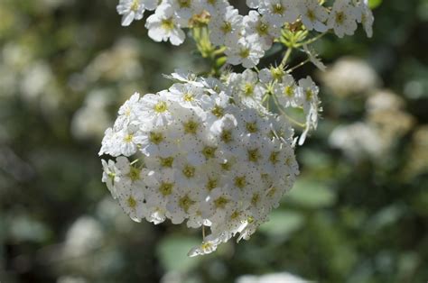 Kostenlose Foto Natur Ast Bl Hen Wei Sommer Fr Hling