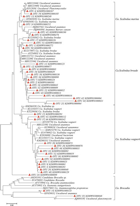 Phylogenetic Tree Of Representative Anammox Otus And Reference