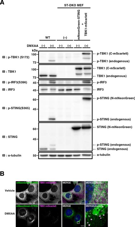 Generation Of Mneongreen Sting And Tbk Mscarleti Reconstituted Mefs