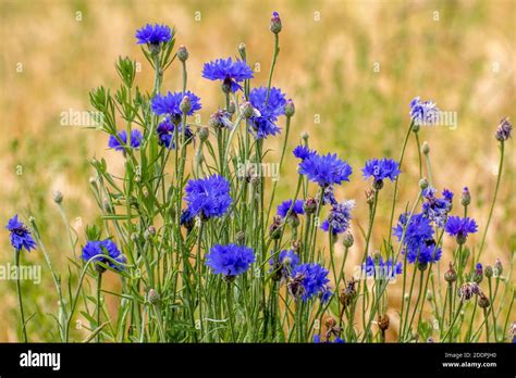 Bachelors Buttons Cornflowers Hi Res Stock Photography And Images Alamy