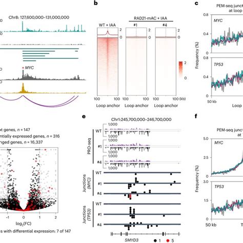 Rad Depletion Reprograms Genome Wide Replication Timing A