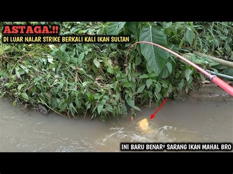 Ya Ampun Mancing Nila Sehabis Hujan Angin Gak Nyangka Ikan Koi