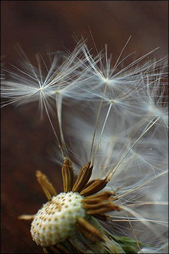 Dandelion Seeds | Dandelion, Dandelion seed, Seeds