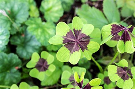 Oxalis Shamrock Iron Cross 20 Pack Plant Bulbs For Gardening