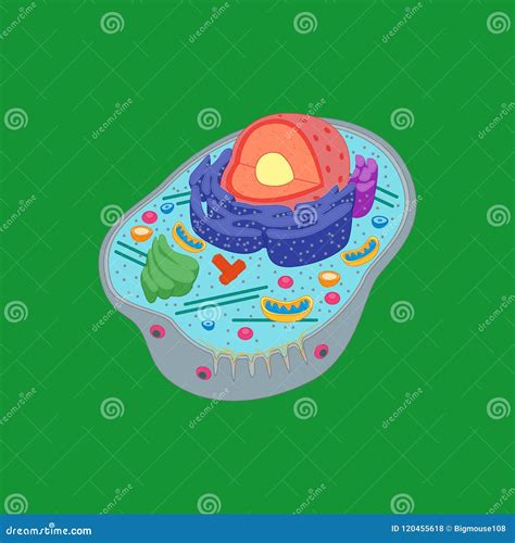 Endoplasmic Reticulum Vector Illustration | CartoonDealer.com #55697274