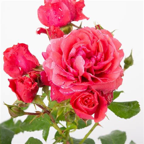 Rose Cherry Girl - Rosa Cherry Girl günstig kaufen