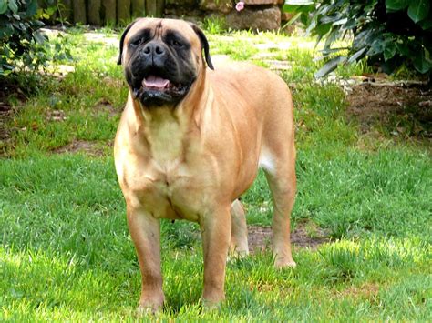 Bullmastiff Ra As De C Es Molosoides Mascote