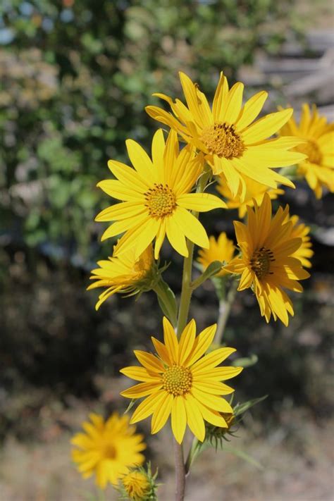 Free Images Nature Blossom Meadow Prairie Bloom Summer Green