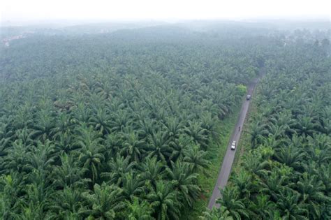 Dorong Produksi Sawit PTPN2 Gunakan Sistem Terasan Pada Areal Sawit