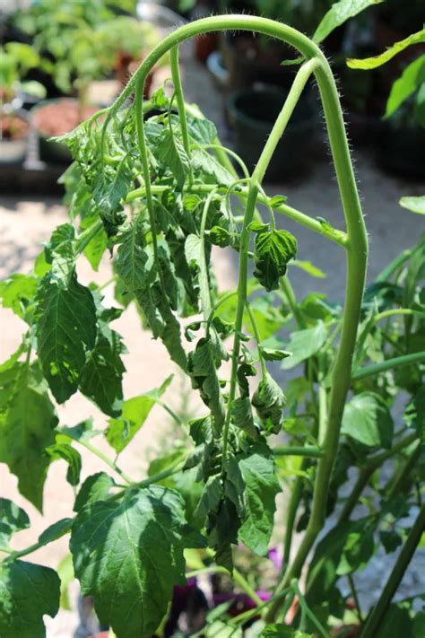 How To Water Tomato Plants When To Water And When Not To