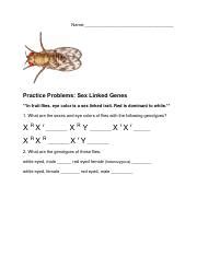 Morgan Fruit Fly Experiment Practice Pdf Name Practice Problems Sex Linked Genes In