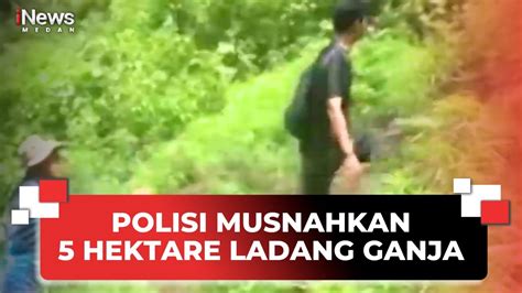 Polisi Musnahkan 5 Hektare Ladang Ganja Di Madina YouTube